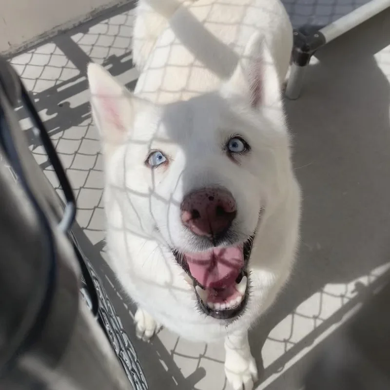 Nala thumbnail 6