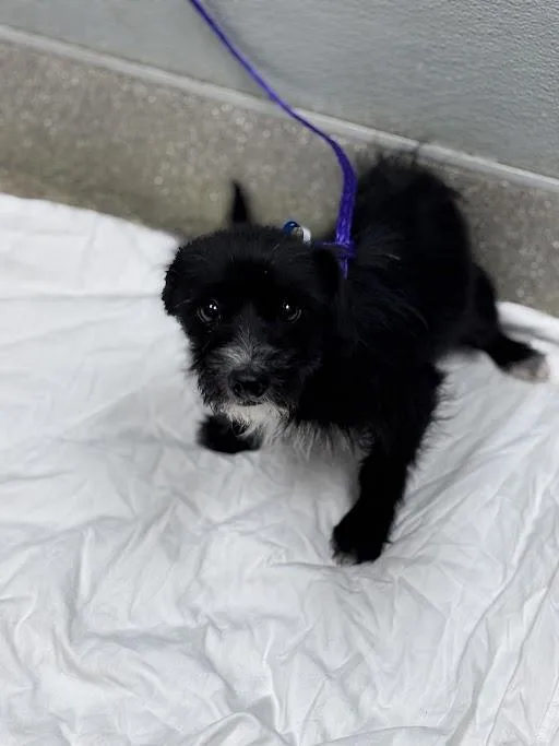 A young small-sized male Terrier dog named Crayola for adoption in Las Vegas, NV