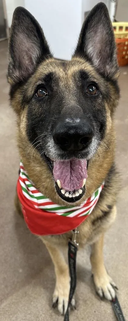 An adult large-sized female Mixed Breed dog named Rosalie for adoption in West Chester, PA