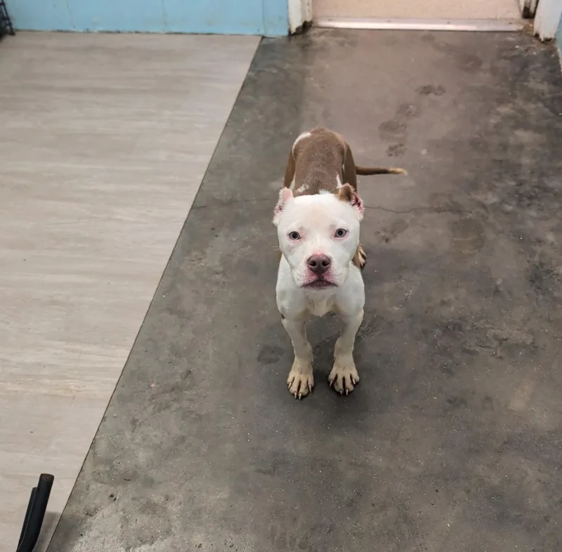 A baby medium-sized female Pit Bull Terrier dog named Crystal for adoption in Petersburg, VA
