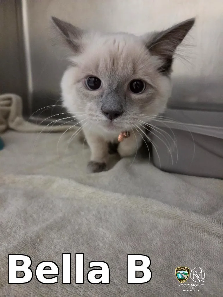 A baby small-sized female Siamese cat named Bella B for adoption in Rocky Mount, NC