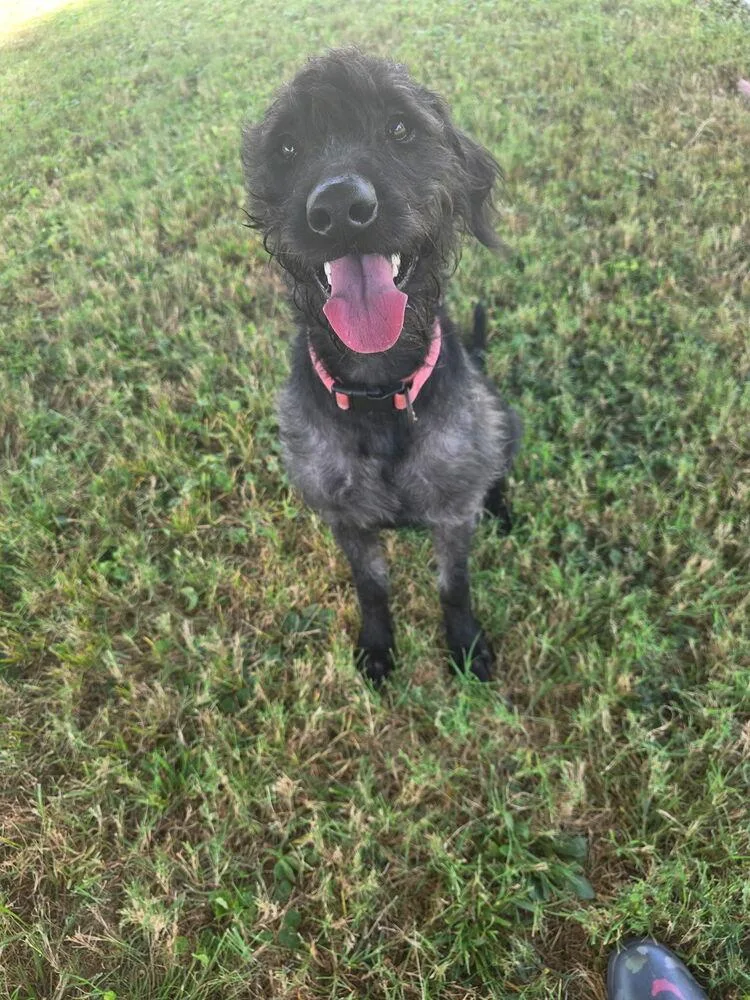 A young medium-sized female Mixed Breed dog named Belle for adoption in Franklin, TN