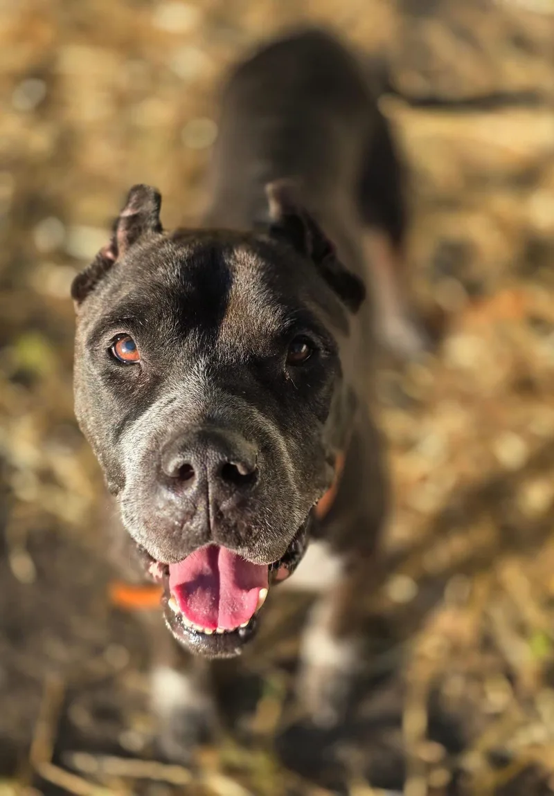 An adult medium-sized female Black Pit Bull Terrier dog named Gretchen for adoption in Chicago, IL