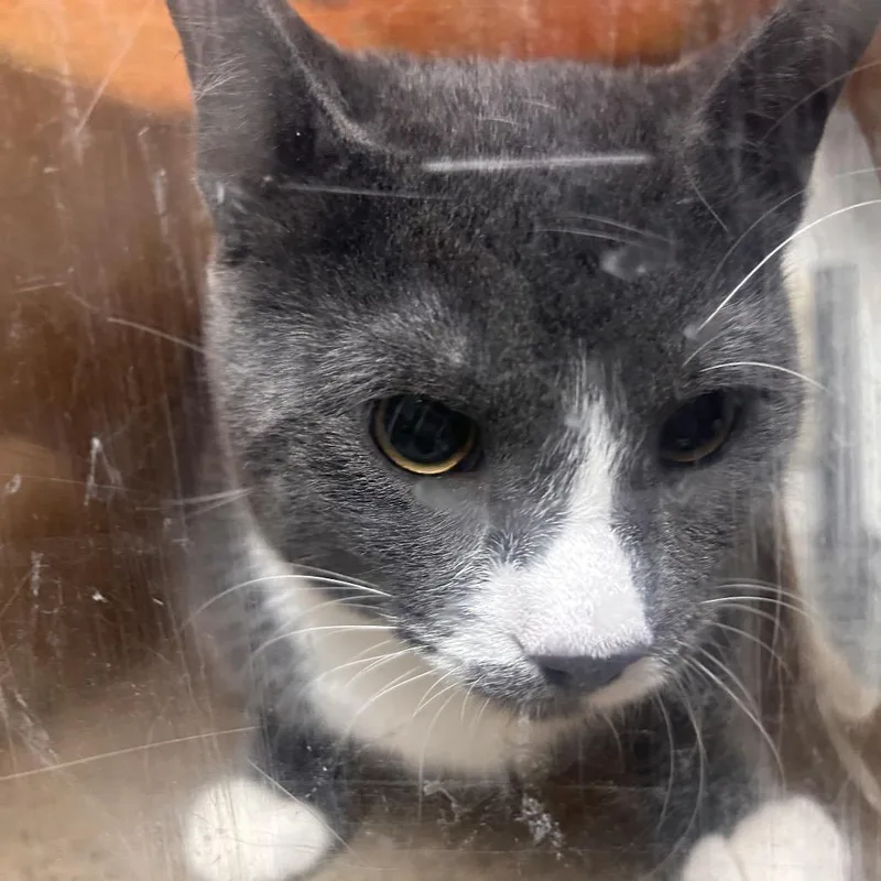 A young medium-sized male Black Domestic Short Hair cat named Tom Catty for adoption in Philadelphia, PA