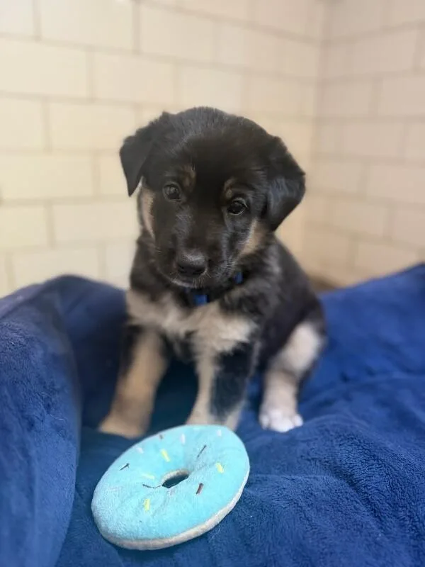 A young medium-sized male German Shepherd Dog named Dash for adoption in Manhattan Beach, CA