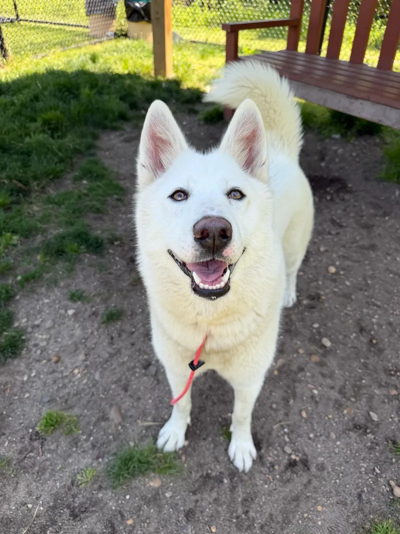 A young medium-sized female White / Cream Husky dog named Koi Tag for adoption in Central Islip, NY