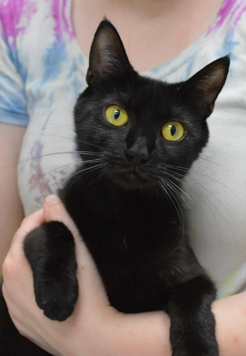 A young medium-sized female Black Domestic Short Hair cat named Jackee for adoption in House Springs, MO