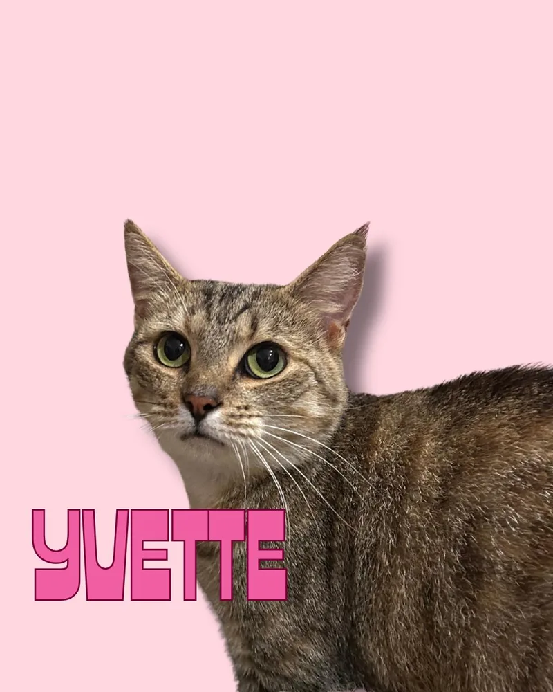 Yvette thumbnail 3