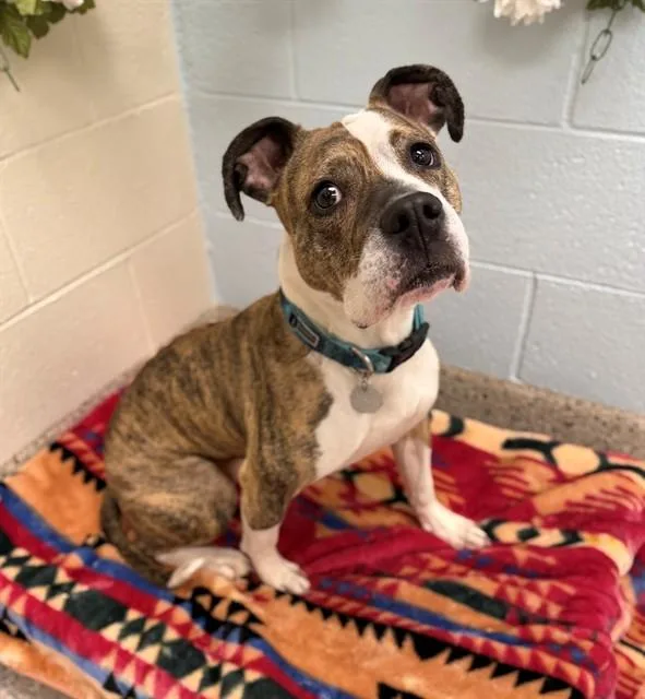 An adult large-sized female Boxer dog named Cleo for adoption in Brighton, CO