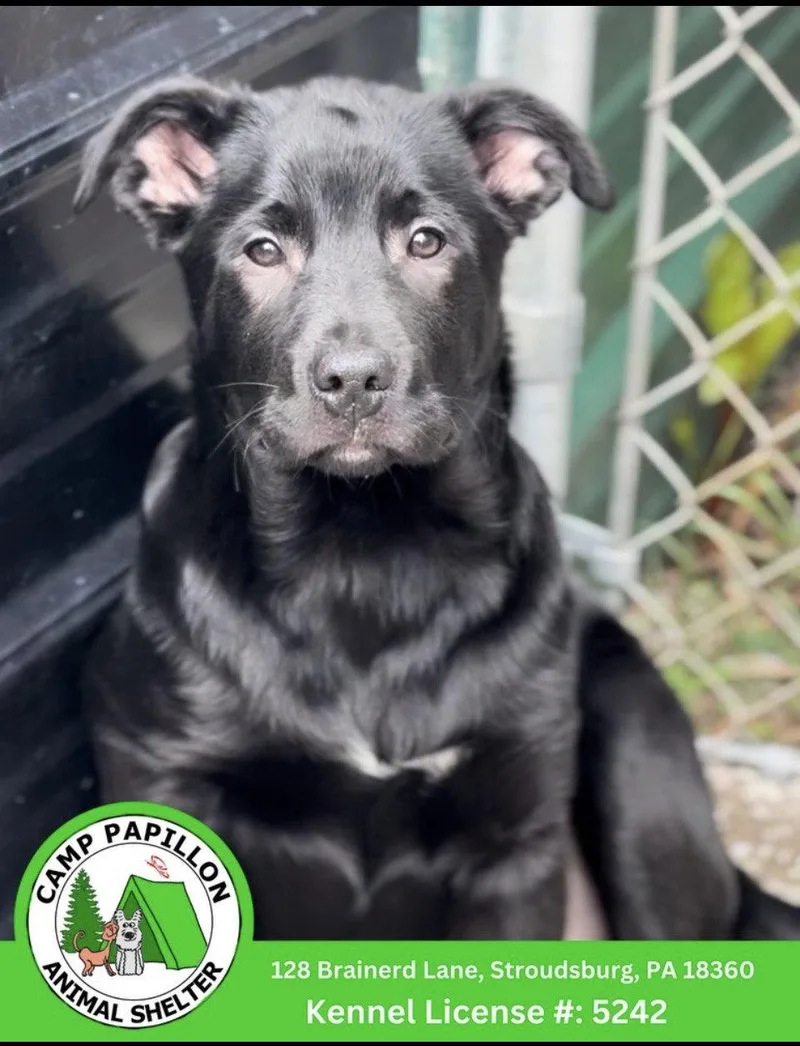 A baby medium-sized male Australian Shepherd dog named Hemi for adoption in Stroudsburg, PA