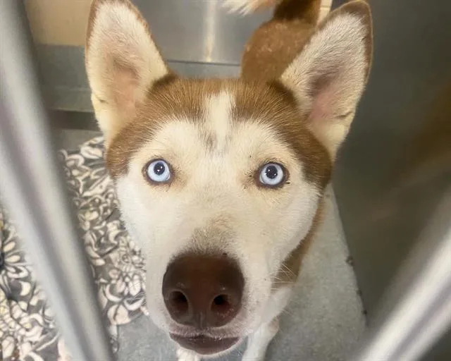A young small-sized male Siberian Husky dog named Wrigley for adoption in Tustin, CA