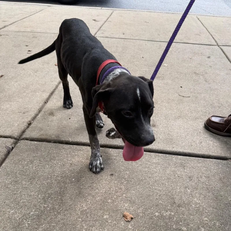 A young medium-sized female Brown / Chocolate Mixed Breed dog named StrayMaconRoadWoodruffFarmRoad for adoption in Columbus, GA