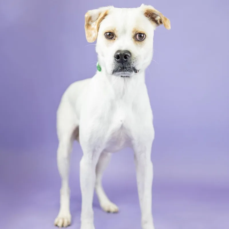 An adult medium-sized male White / Cream Boxer dog named Ghost for adoption in Portland, OR
