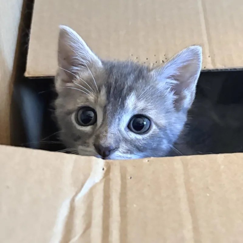 A baby small-sized female Gray / Blue / Silver Domestic Short Hair cat named Siracha for adoption in Austin, TX