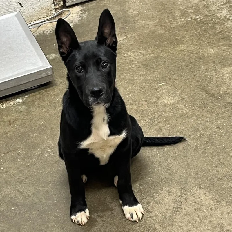 A young small-sized female Black Shepherd dog named Toasty for adoption in Clanton, AL