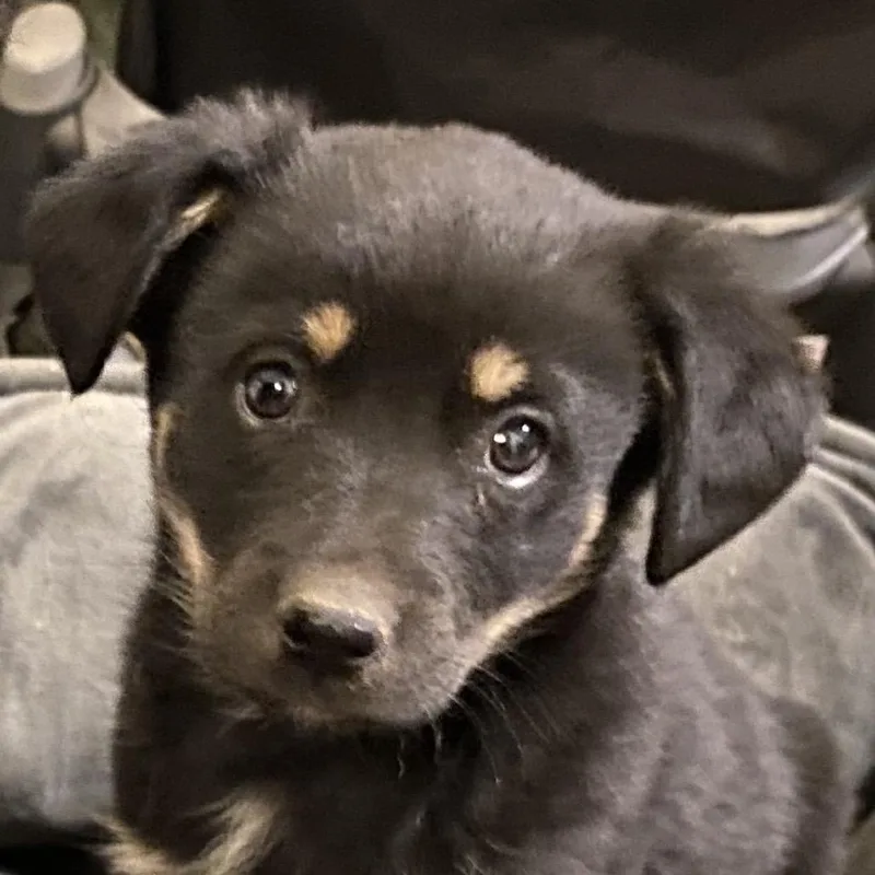 A baby small-sized female Black Mixed Breed dog named Mindyella for adoption in Green Forest, AR