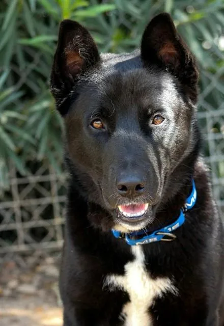 An adult medium-sized male Siberian Husky dog named Mason for adoption in Sacramento, CA