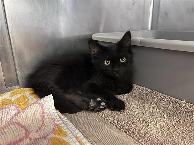 A baby small-sized female Domestic Short Hair cat named Janine for adoption in Palo Alto, CA