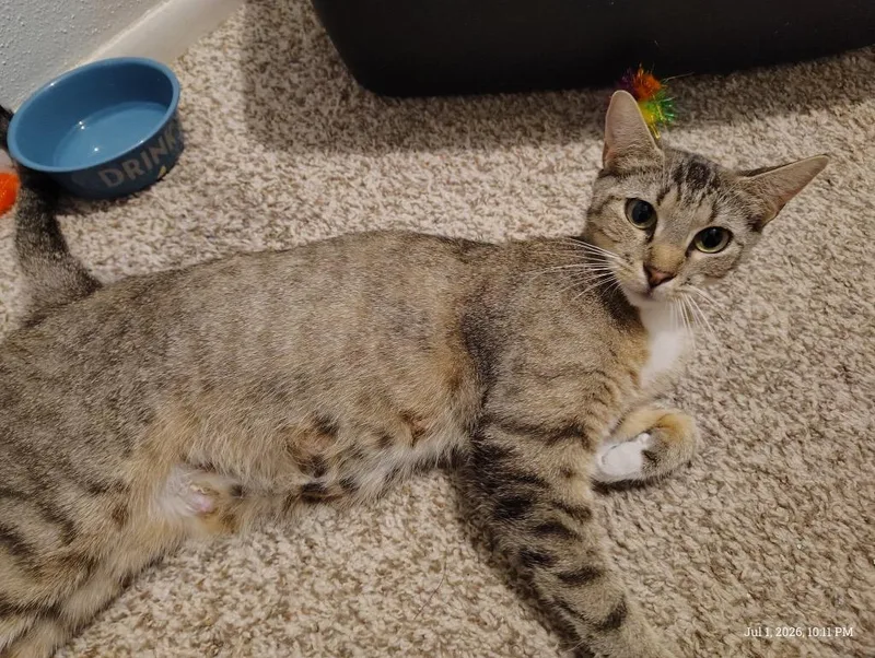 A young medium-sized female Tabby cat named Juno for adoption in San Antonio, TX