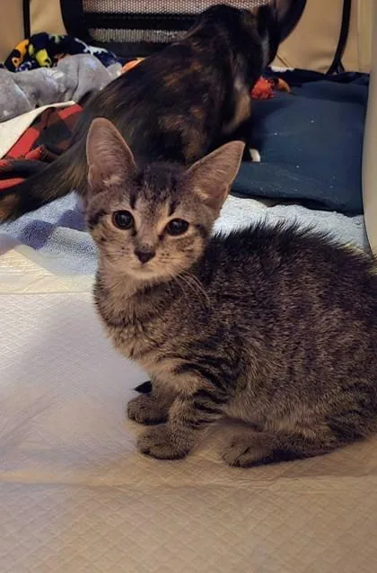 A baby small-sized female Domestic Short Hair cat named Rosemary for adoption in Ringoes, NJ