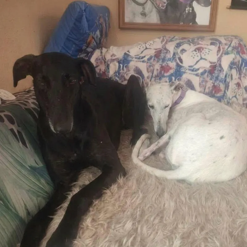 A young large-sized male Galgo Spanish Greyhound dog named Ari for adoption in Winter Park, FL