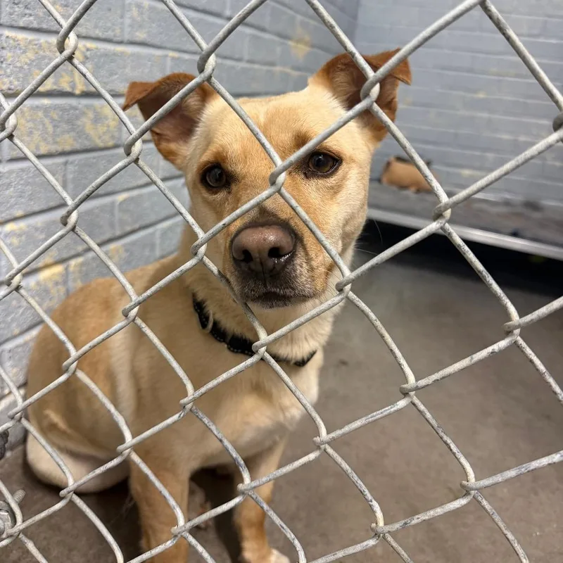 A young small-sized male Yellow / Tan / Blond / Fawn Mixed Breed dog named Bongo L for adoption in Watertown, NY