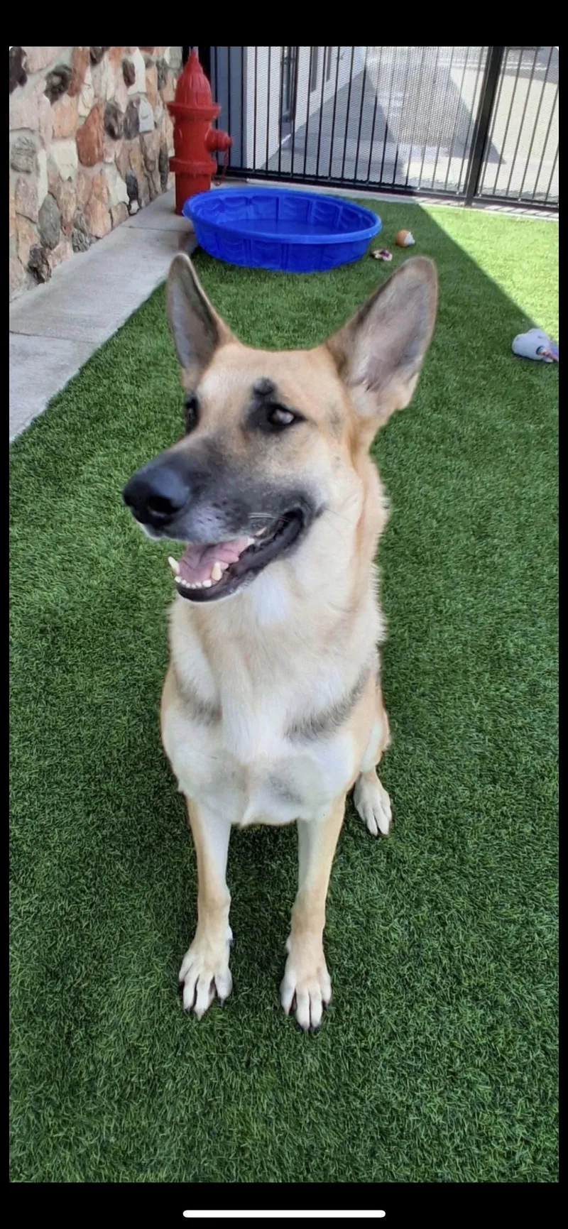 A young large-sized female German Shepherd Dog dog named Lucy for adoption in Hamden, CT