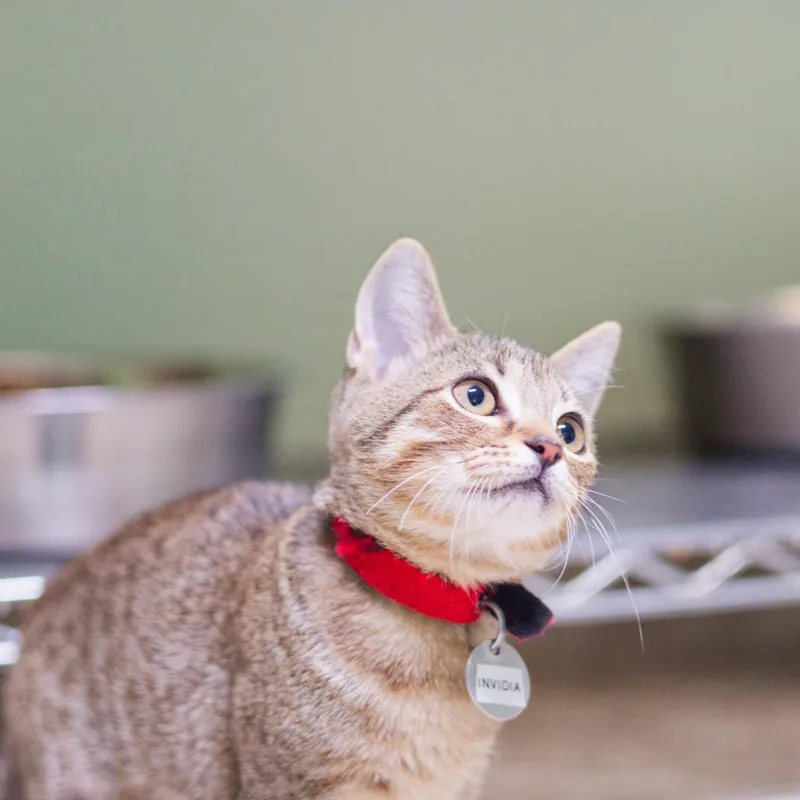 A baby medium-sized female Domestic Short Hair cat named Invidia for adoption in Hot Springs, AR