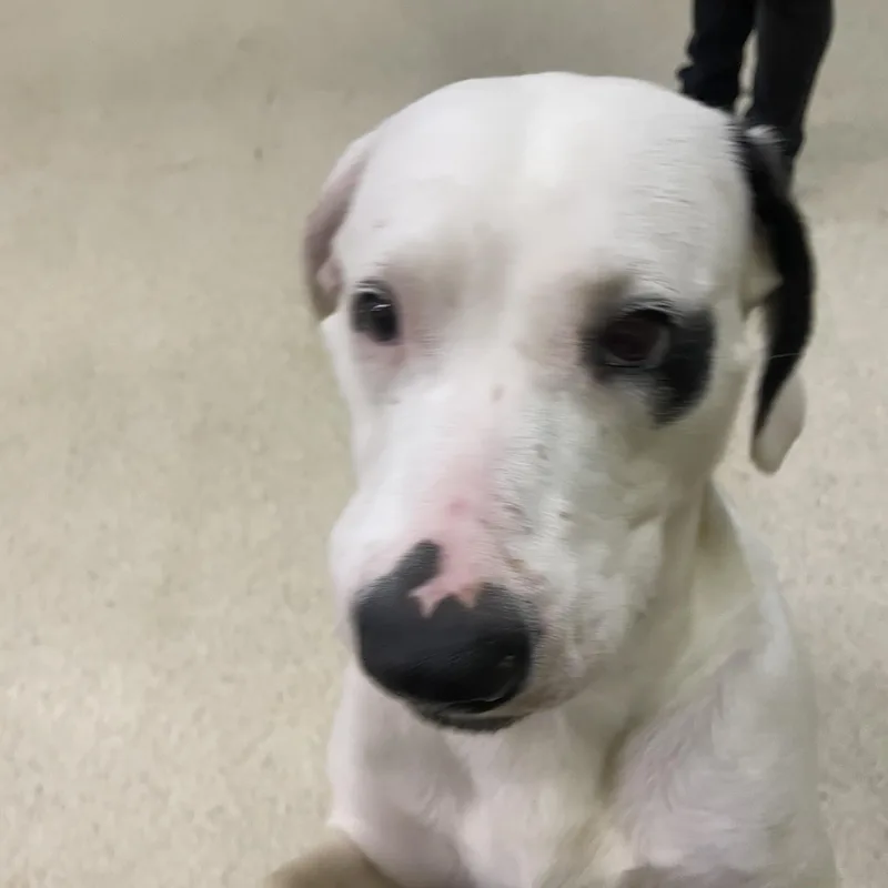 A young large-sized female Terrier dog named Ally for adoption in Muncie, IN