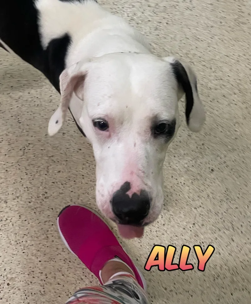 Ally thumbnail 4