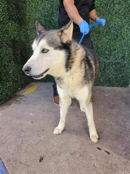 An adult large-sized male White / Cream Siberian Husky dog named 60817666 for adoption in El Paso, TX