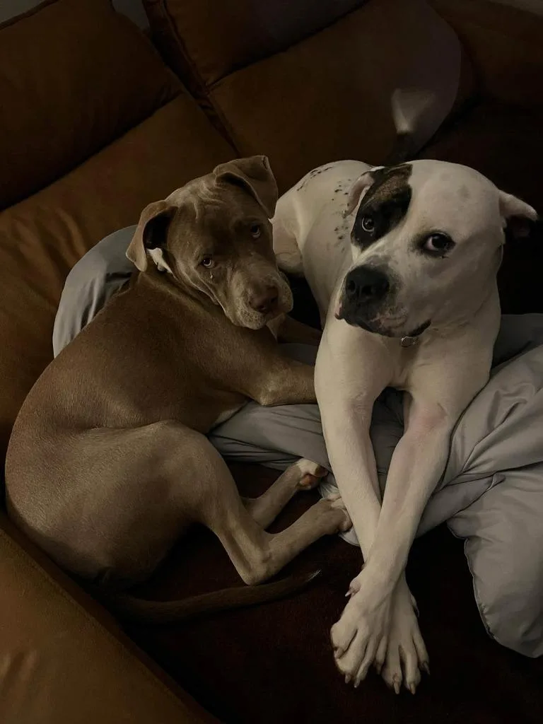 A young large-sized male American Bulldog dog named Charlie Hides for adoption in Detroit, MI