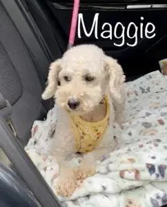 An adult small-sized female White / Cream Miniature Poodle dog named Ms. Maggie IAMN for adoption in Albert Lea, MN