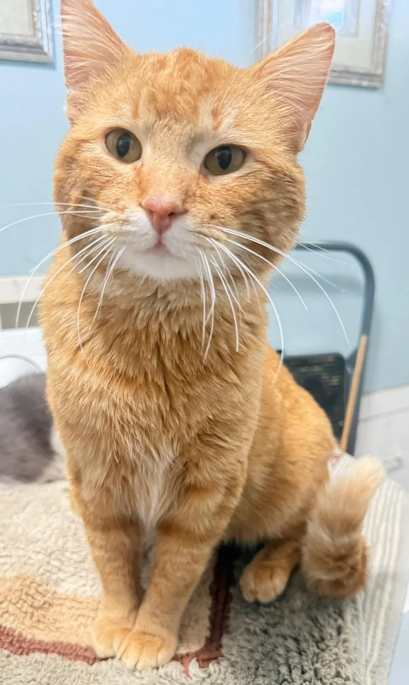 A young medium-sized male Tabby (Orange / Red) Domestic Short Hair cat named Big Cheese for adoption in Elwood, IL