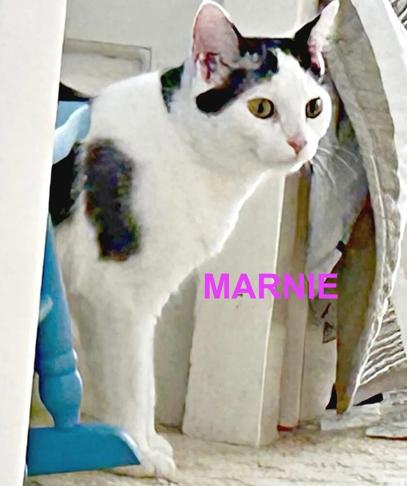 Marni thumbnail 3