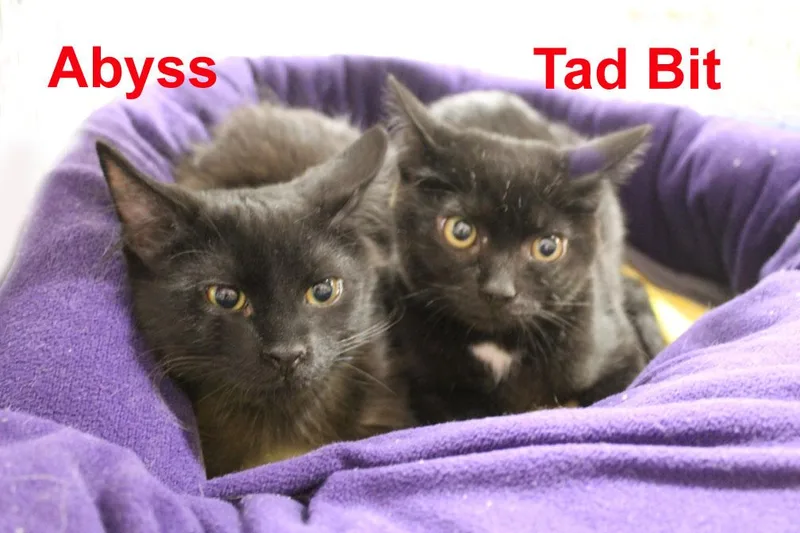 A baby medium-sized male Black Domestic Short Hair cat named Abyss and Tad Bit for adoption in Stowe, PA