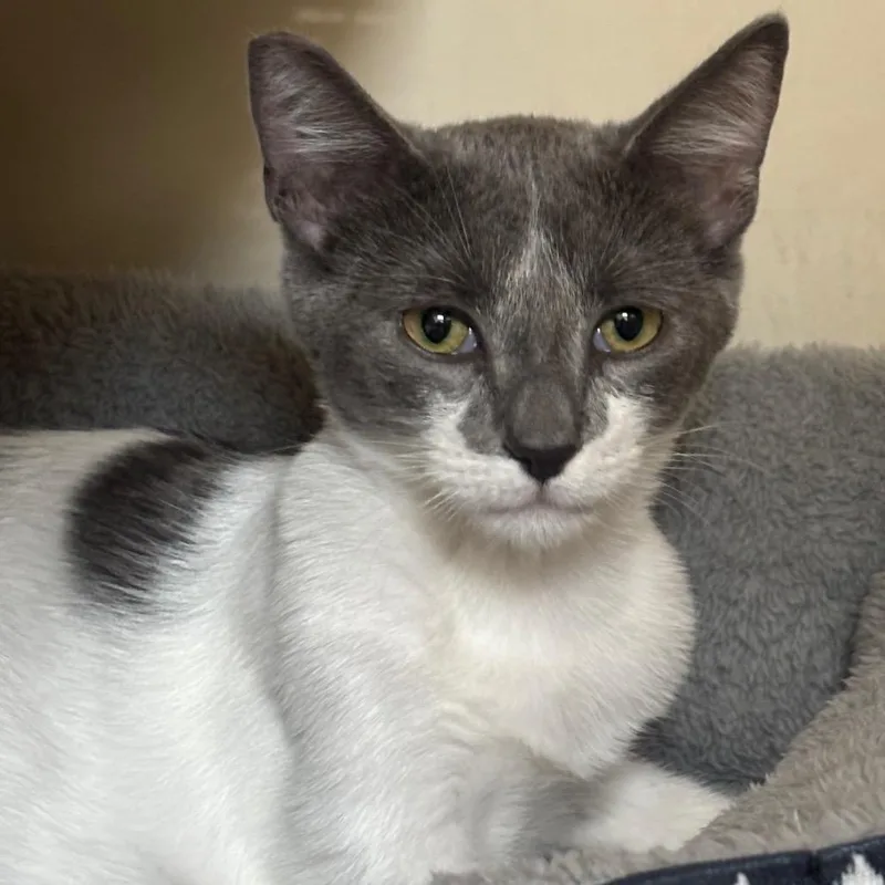 A baby small-sized male Gray / Blue / Silver Domestic Short Hair cat named Salt for adoption in Las Vegas, NV
