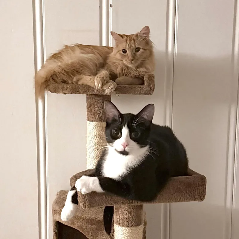 Mr. Tibbs & Orange