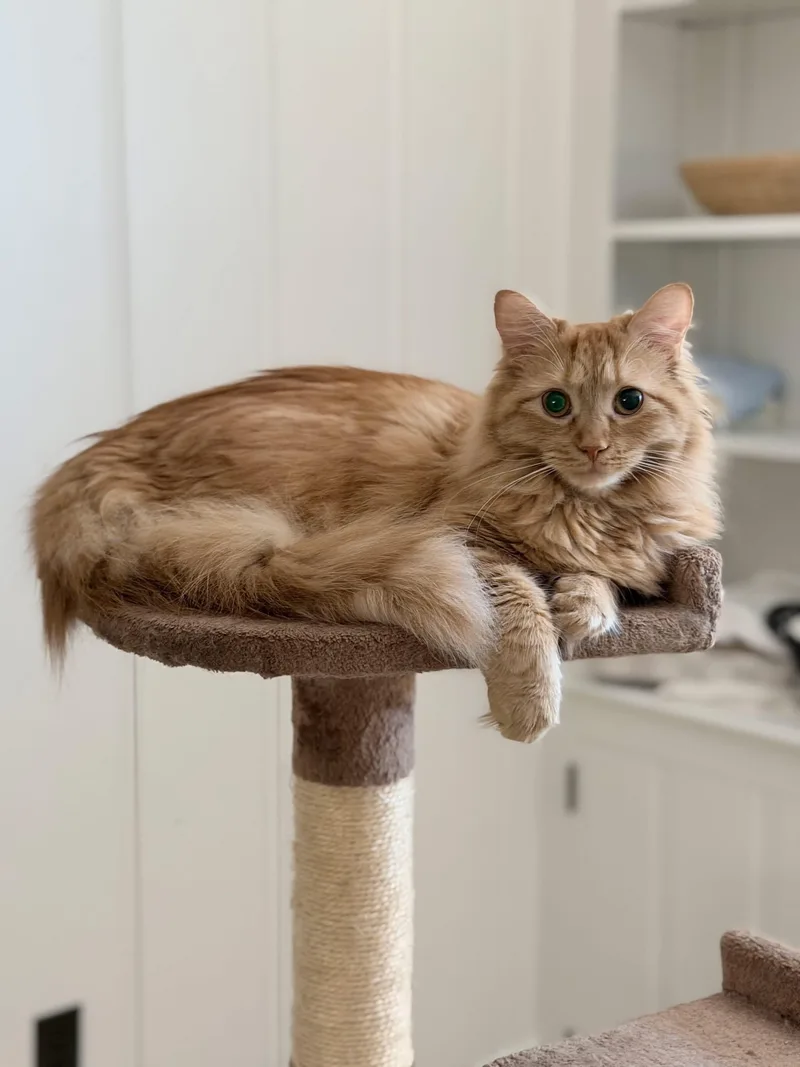 Mr. Tibbs & Orange thumbnail 2