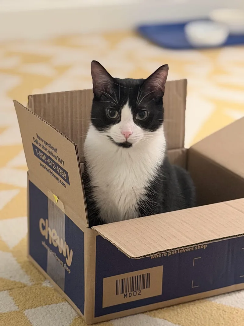 Mr. Tibbs & Orange thumbnail 3