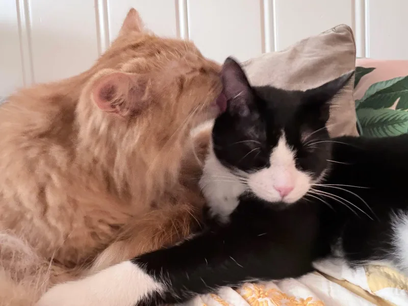 Mr. Tibbs & Orange thumbnail 4