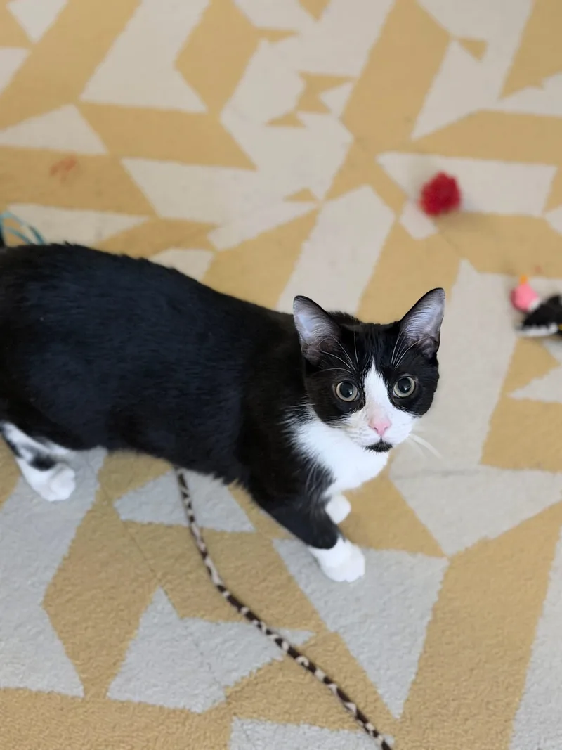 Mr. Tibbs & Orange thumbnail 5