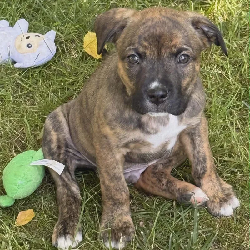 A baby medium-sized male Brindle Pit Bull Terrier dog named Hank for adoption in Centralia, WA