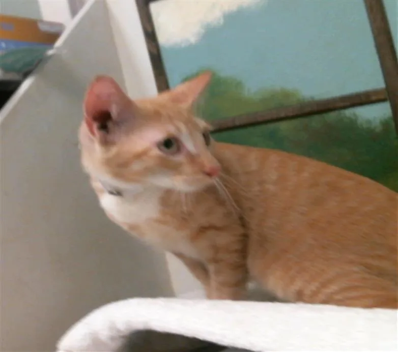 A baby medium-sized male Domestic Short Hair cat named Oliver for adoption in Houston, TX