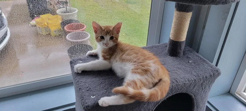 A young medium-sized male American Shorthair cat named Toby for adoption in Roanoke, AL
