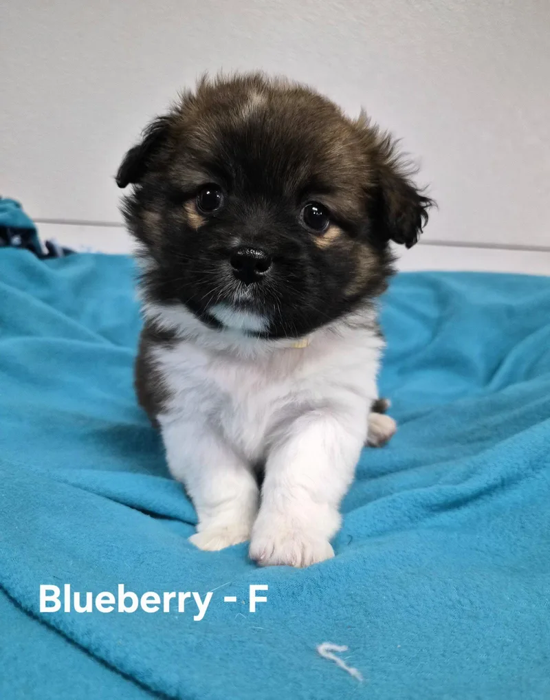 A baby medium-sized female Australian Shepherd dog named Blueberry for adoption in Hillside, IL