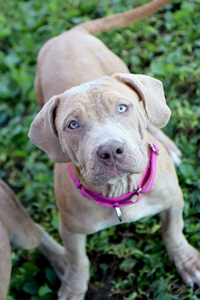 A baby large-sized female American Bulldog dog named Maddy for adoption in Kansas City, KS