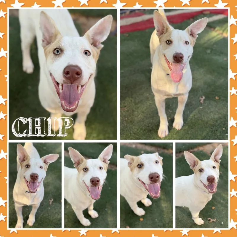 A young medium-sized male Cattle Dog dog named Chip for adoption in Fort Smith, AR