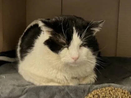 Galliard Fiv+ thumbnail 2