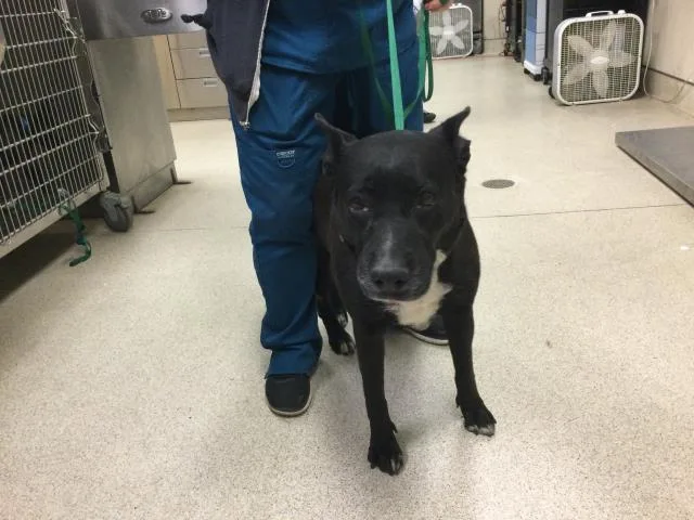 An adult medium-sized female Labrador Retriever dog named Mama Berry for adoption in Riverside, CA